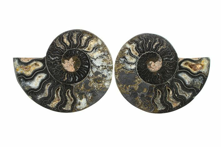 Cut & Polished Ammonite Fossil - Unusual Black Color #281325